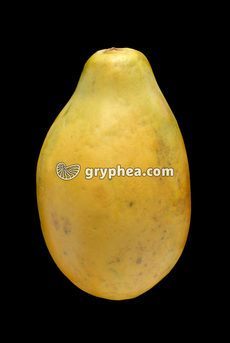 Papaye - gryphea.org